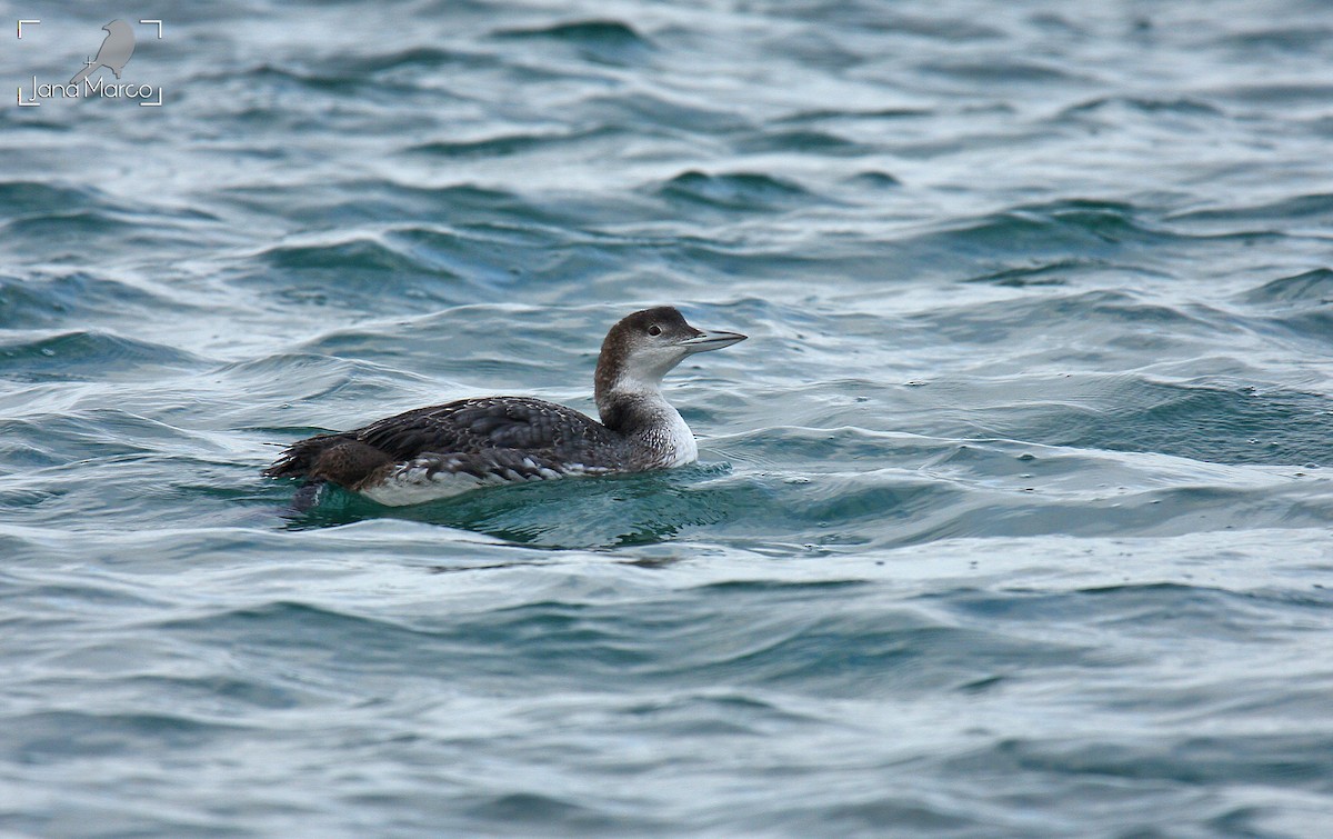 Common Loon - ML643636922