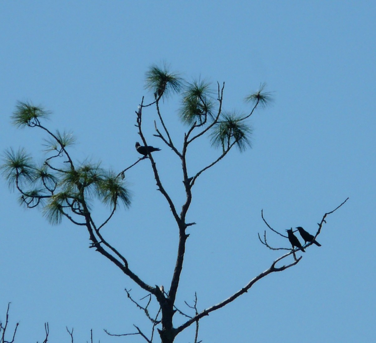 American Crow - ML643636923