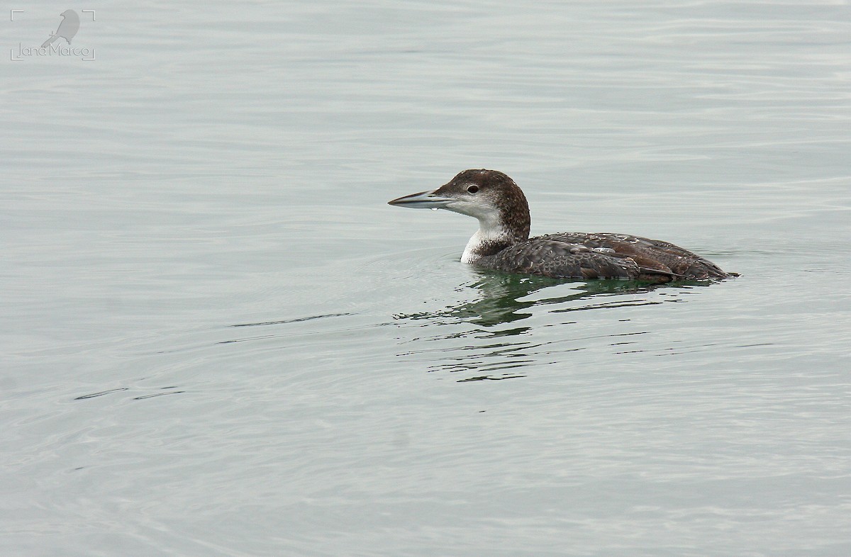Common Loon - ML643636924