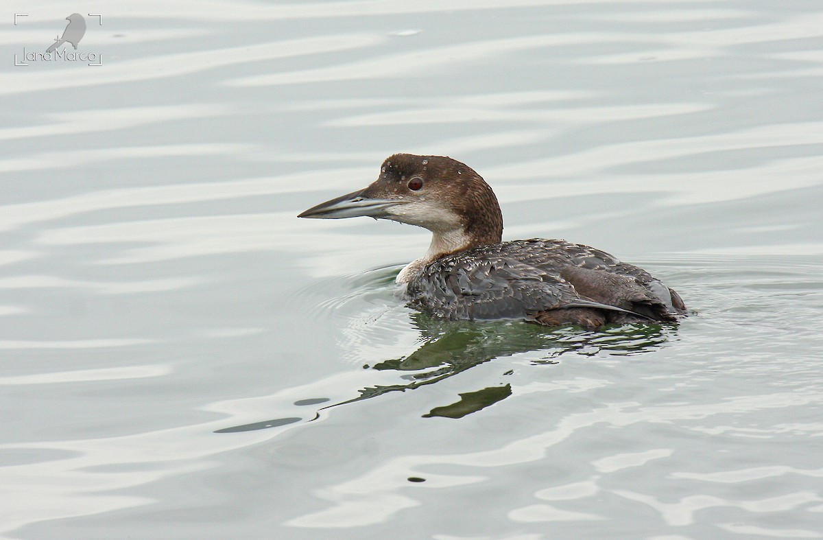 Common Loon - ML643636926