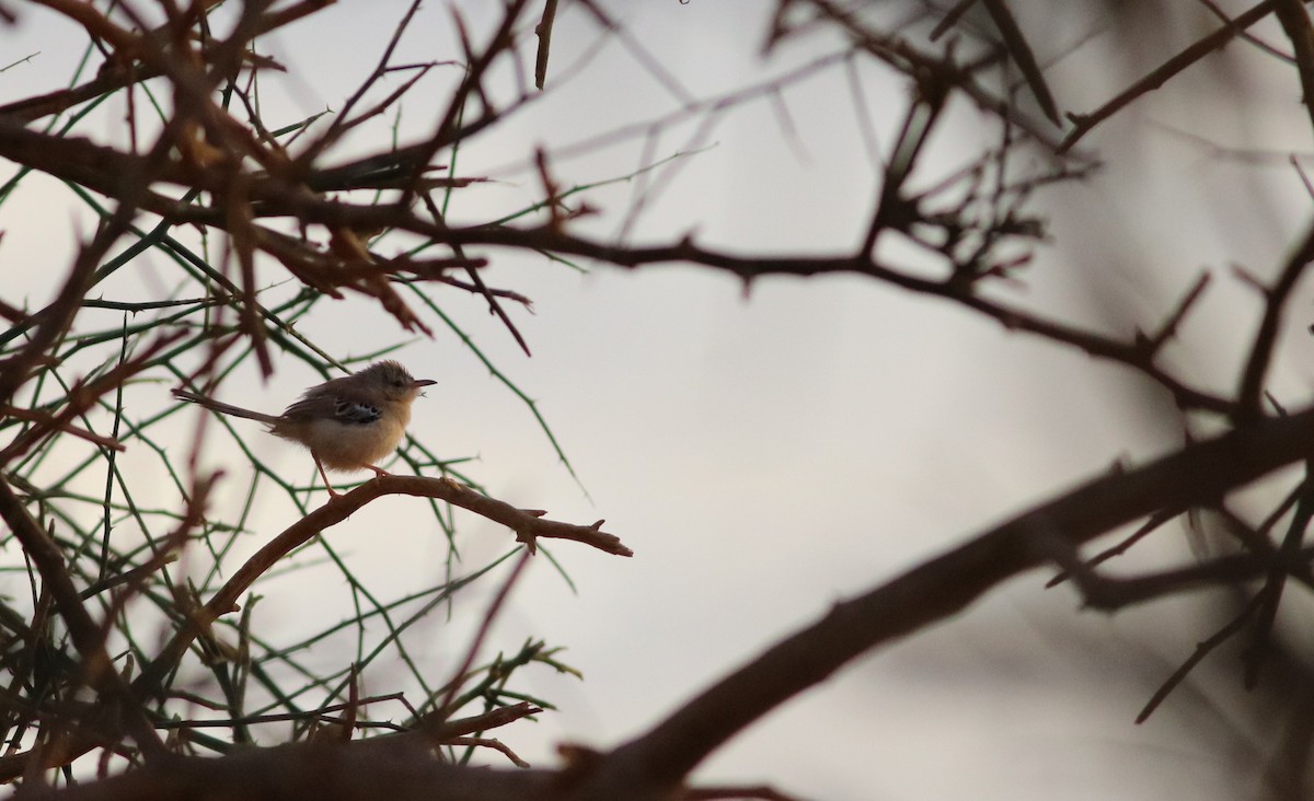 Cricket Longtail - ML643636927