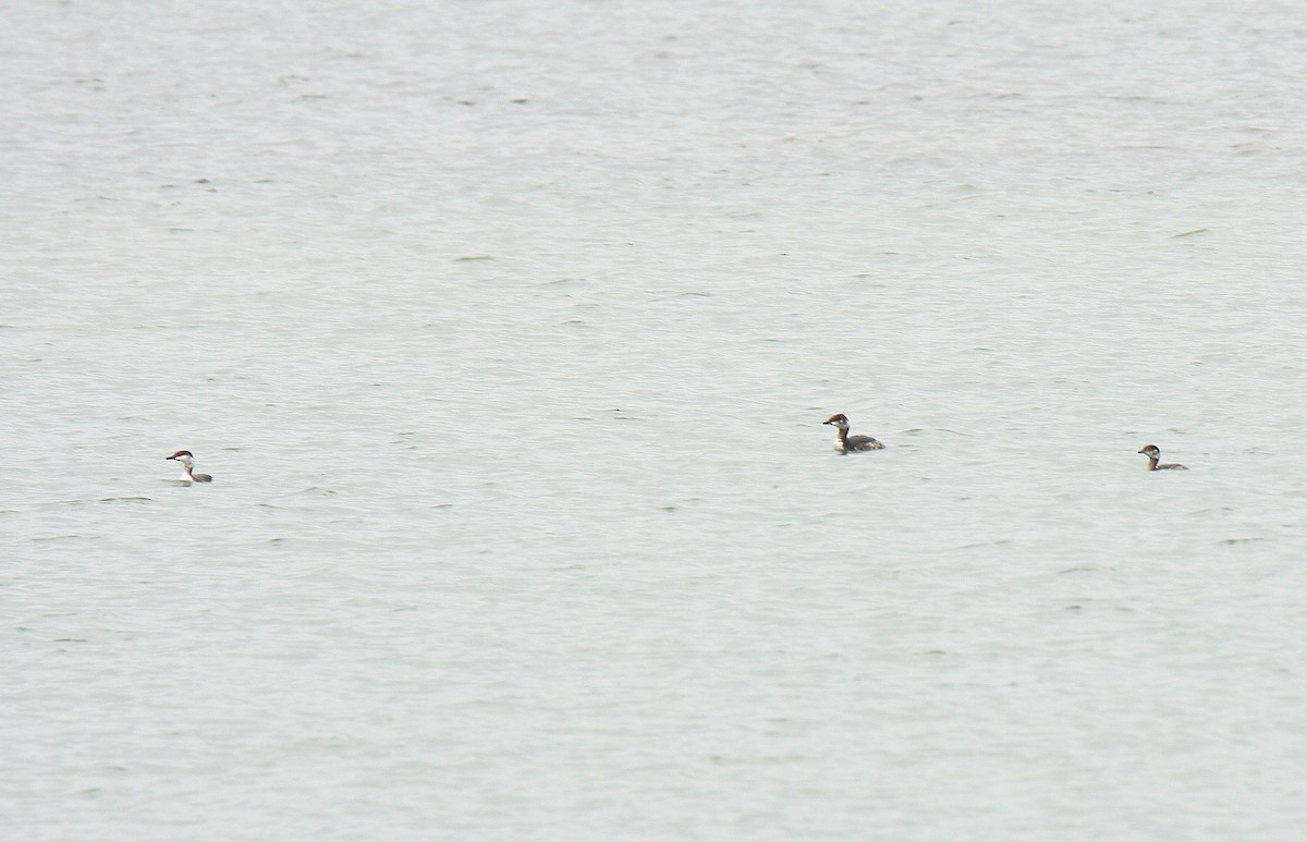 Horned Grebe - ML643636942