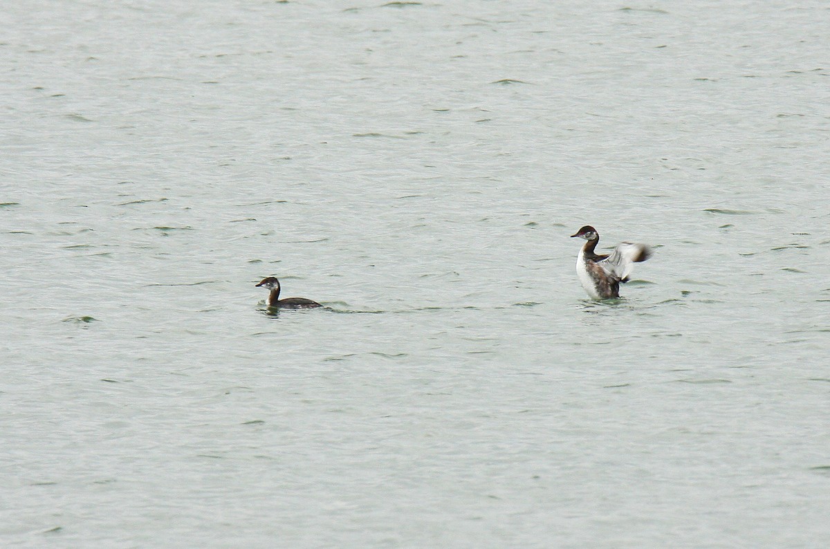 Horned Grebe - ML643636943