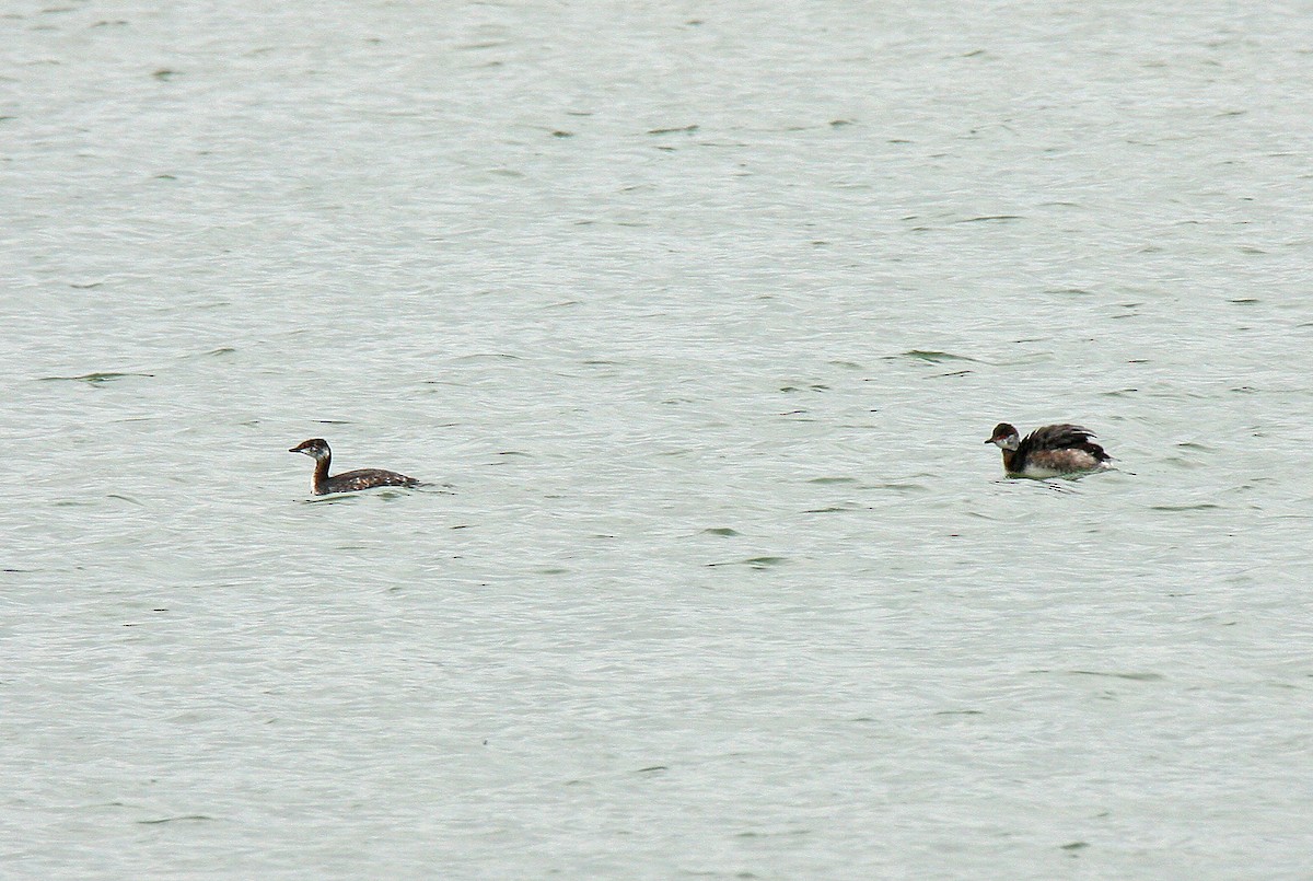 Horned Grebe - ML643636944