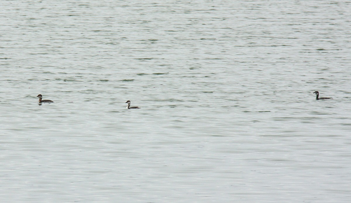 Horned Grebe - ML643636945