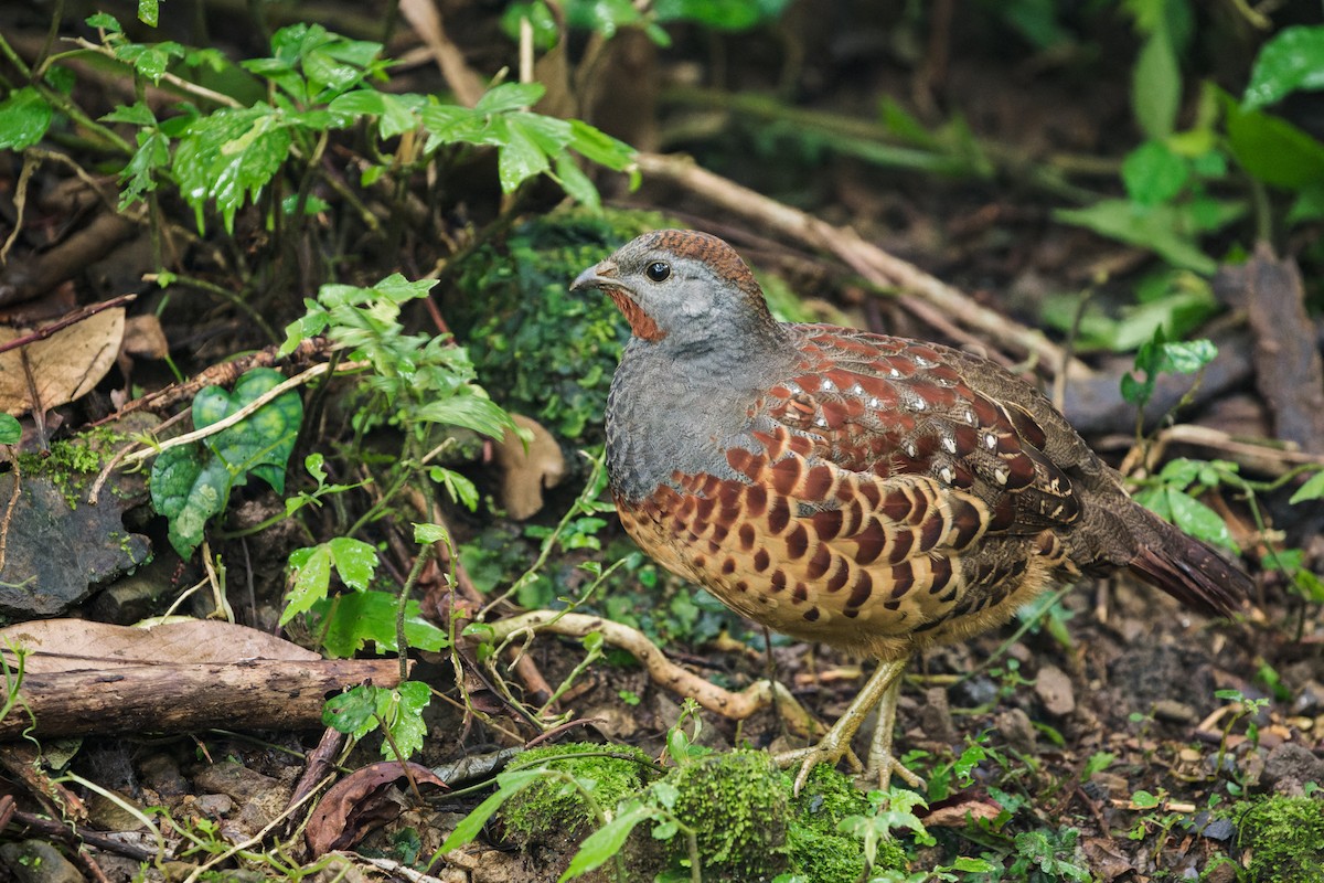 taiwanbambushøne - ML643636977