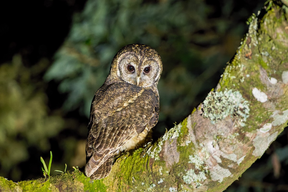 Himalayan Owl - ML643637023