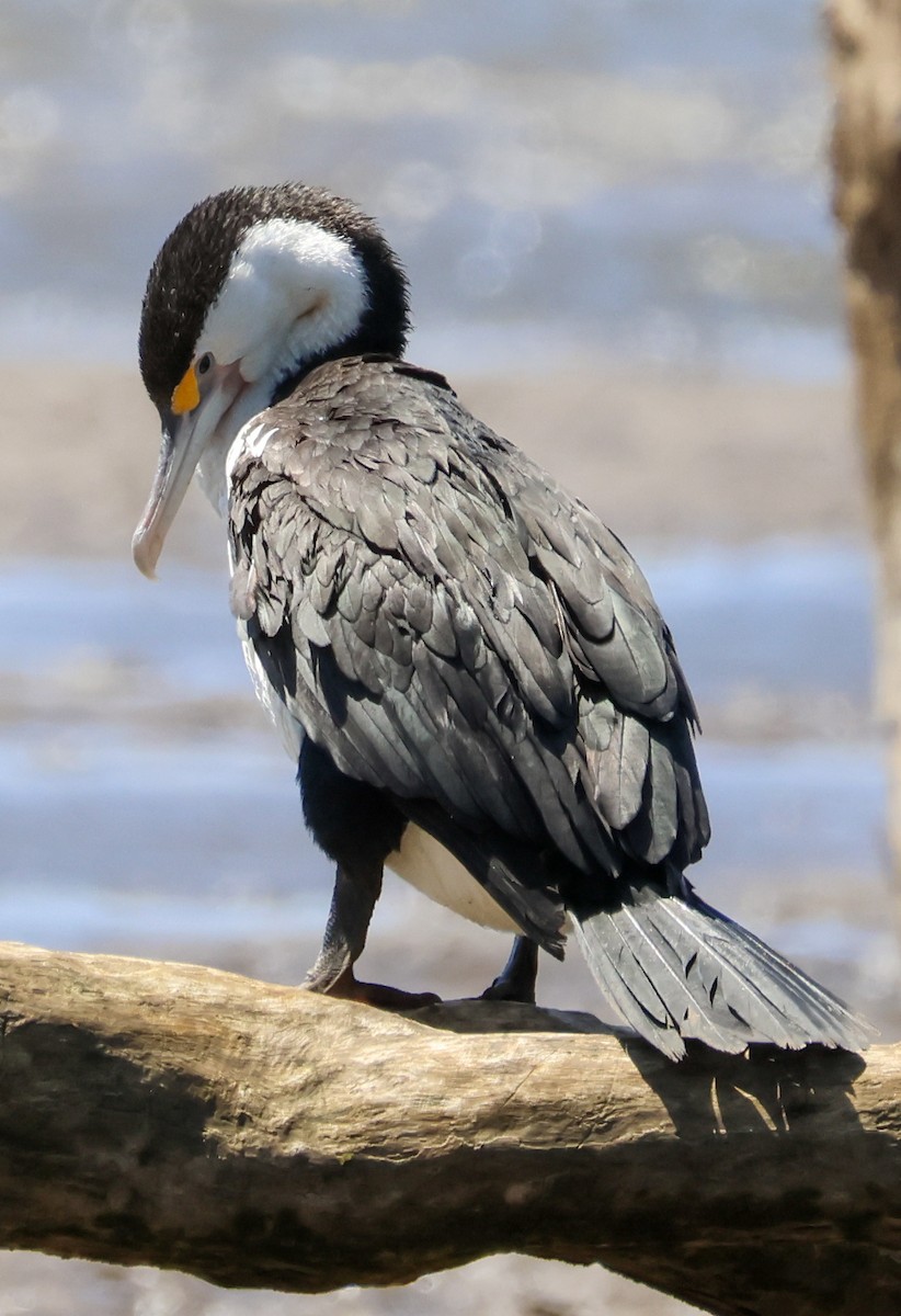 Pied Cormorant - ML643637026