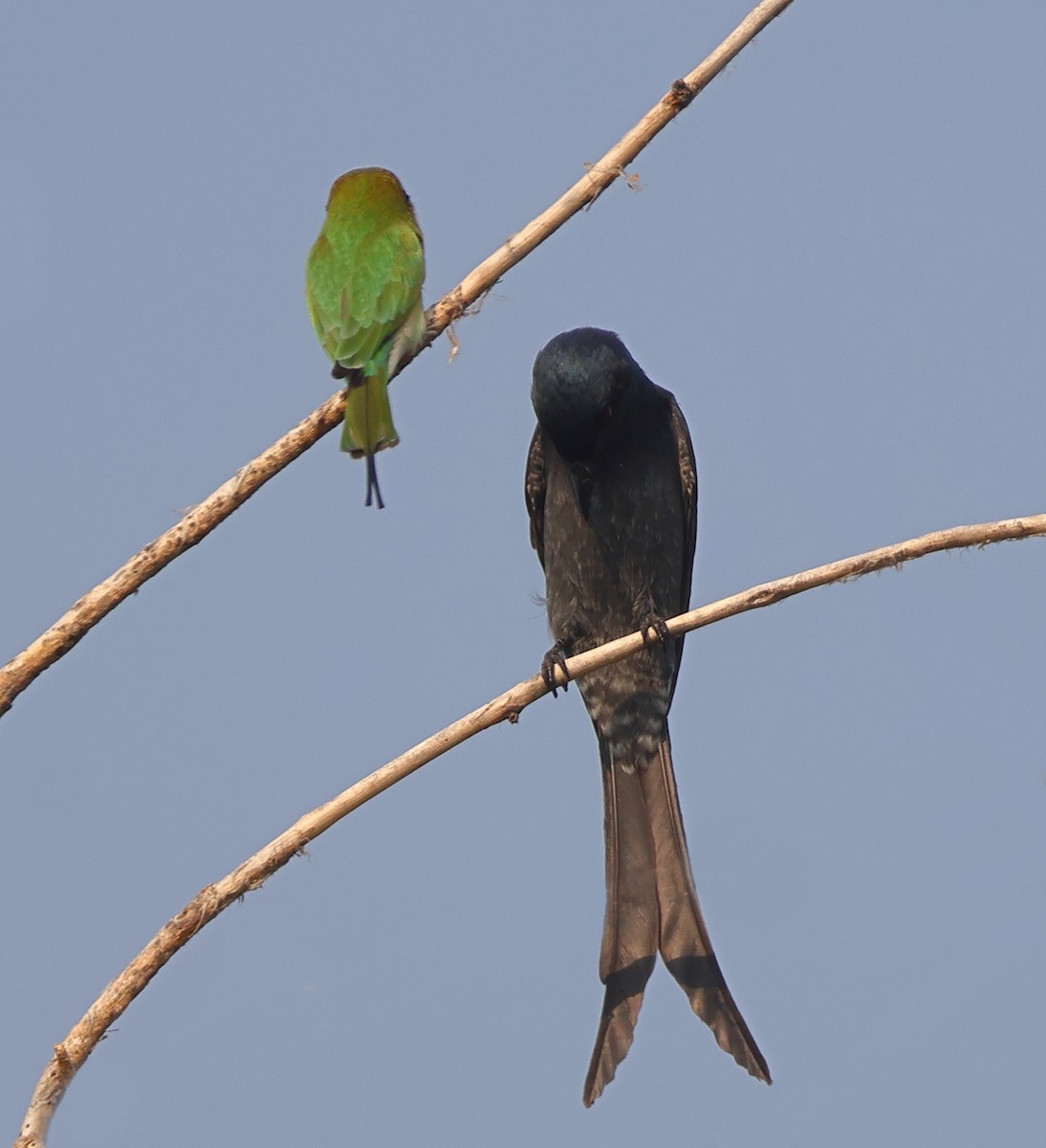 Asian Green Bee-eater - ML643637027