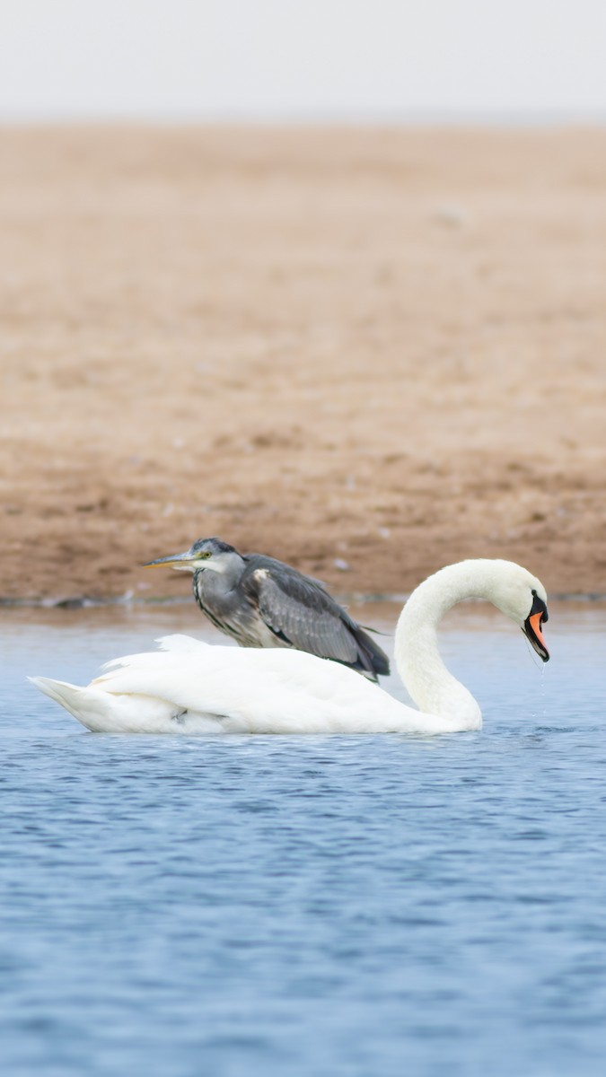 labuť velká - ML643637045