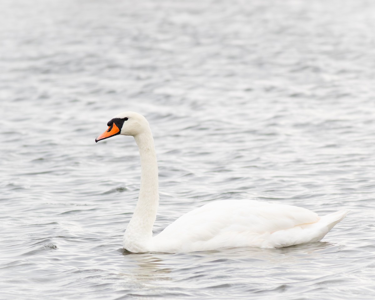 labuť velká - ML643637049