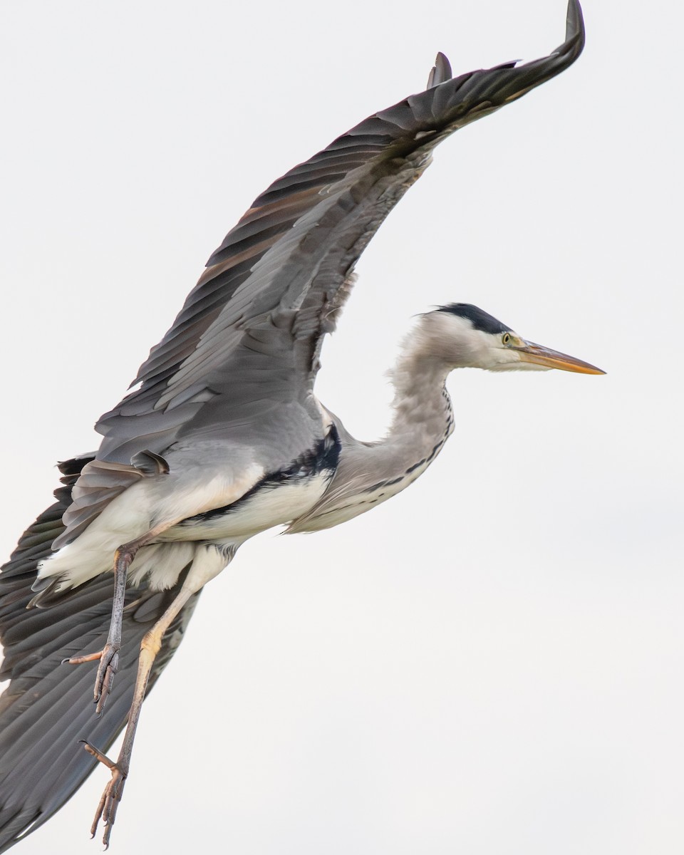 volavka popelavá - ML643637052