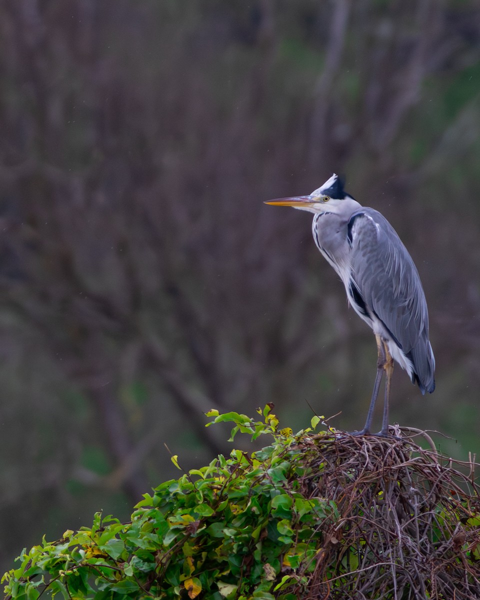 volavka popelavá - ML643637060