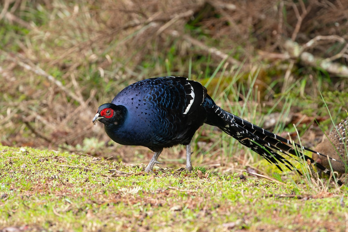 ミカドキジ - ML643637071