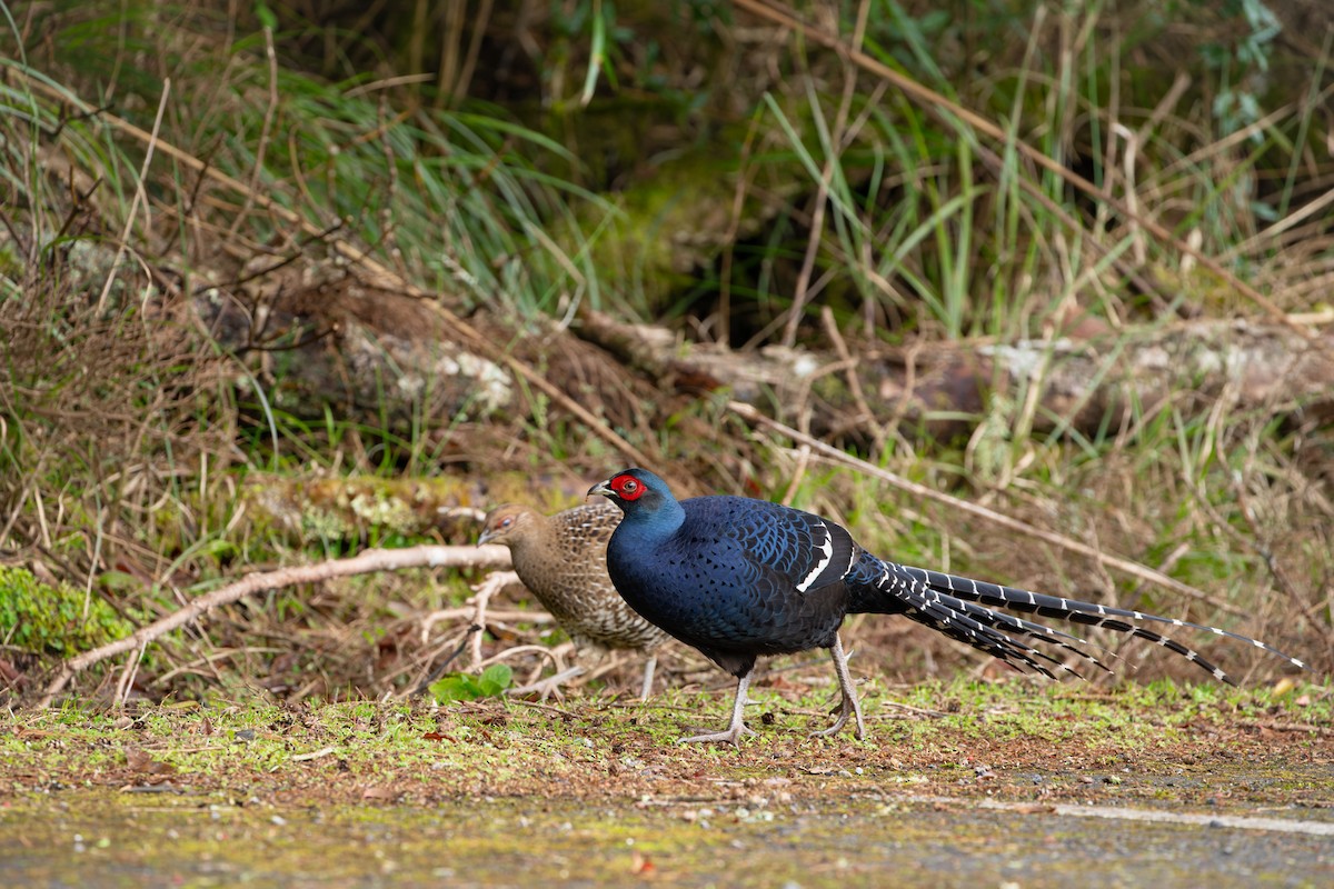 ミカドキジ - ML643637072
