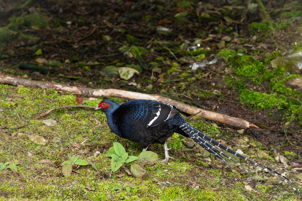 ミカドキジ - ML643637073