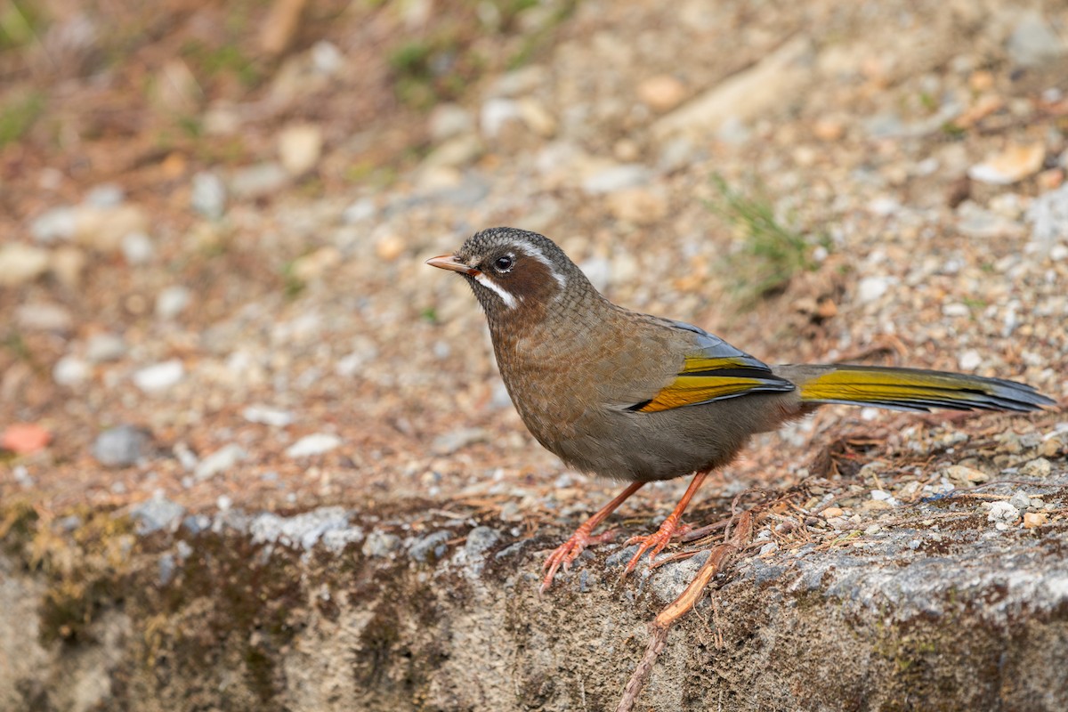 Garrulaxe du Morrison - ML643637074