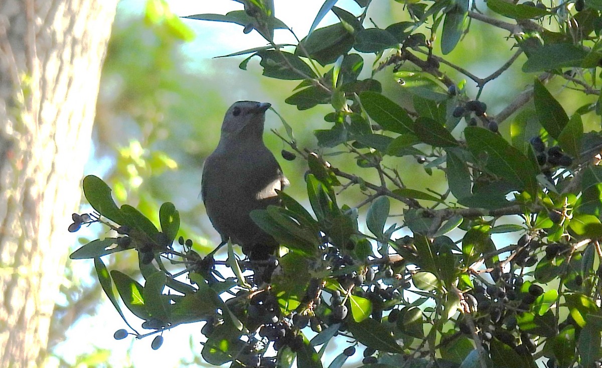 Gray Catbird - ML643637109