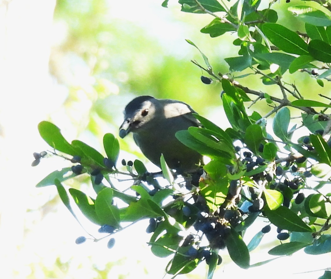 Gray Catbird - ML643637113