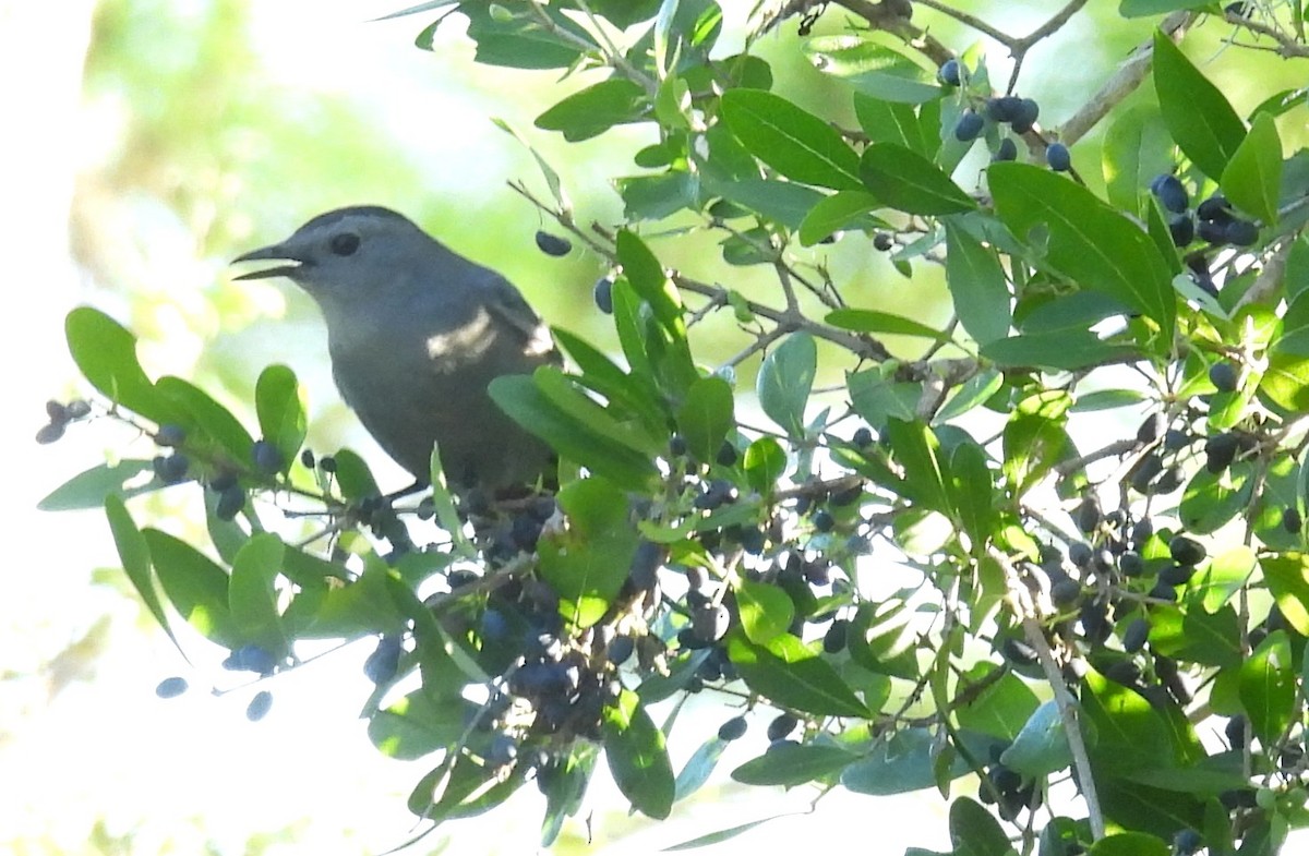 Gray Catbird - ML643637117