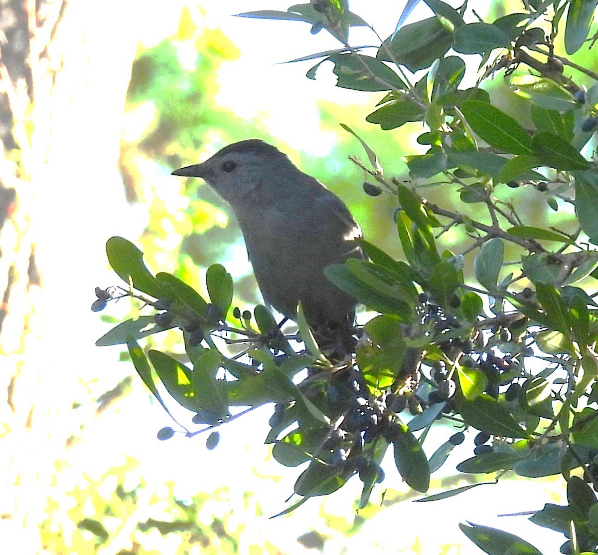 Gray Catbird - ML643637121