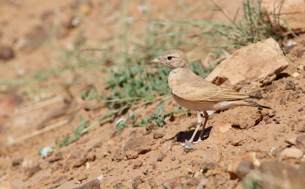 Bar-tailed Lark - ML643637122
