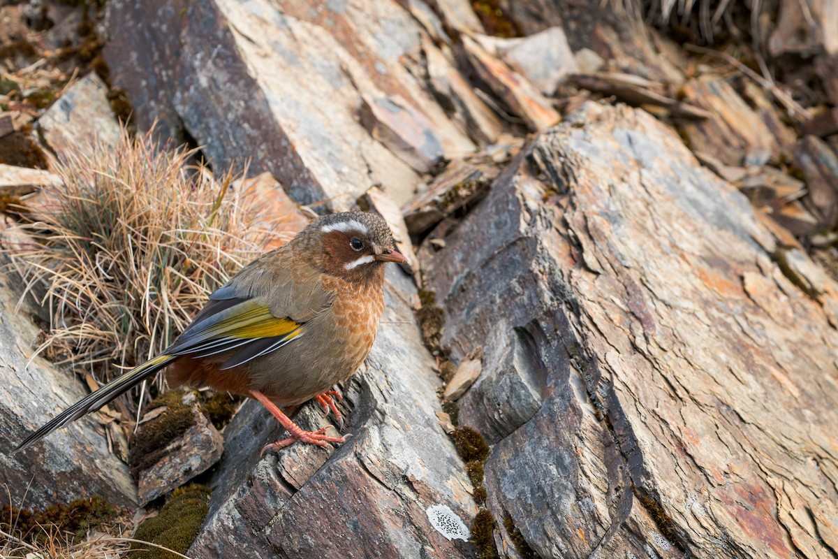 Garrulaxe du Morrison - ML643637125