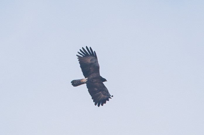 Black Eagle - ML643637130