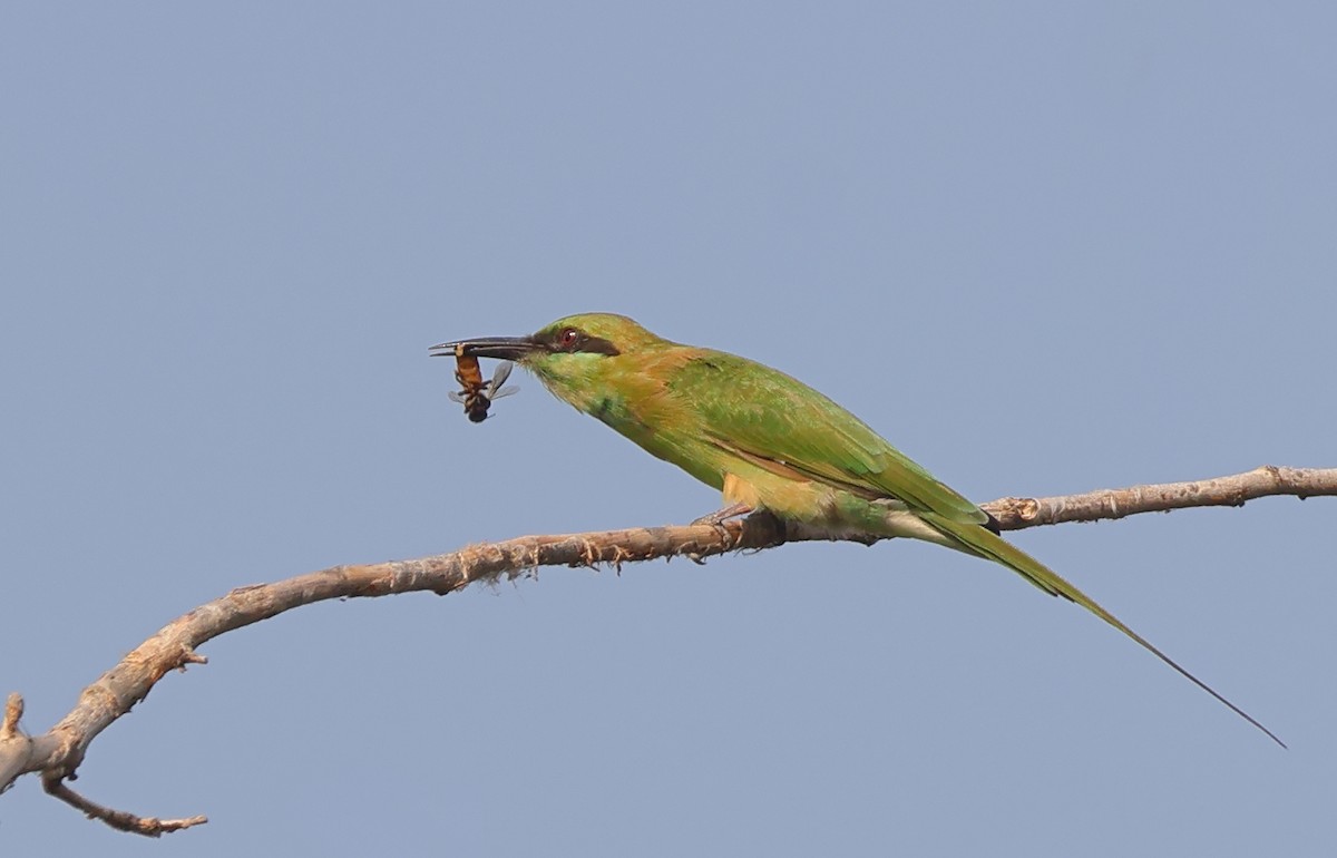 Asian Green Bee-eater - ML643637135