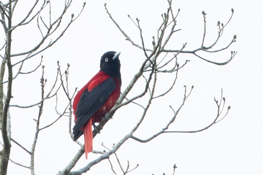 Maroon Oriole (Crimson) - ML643637136