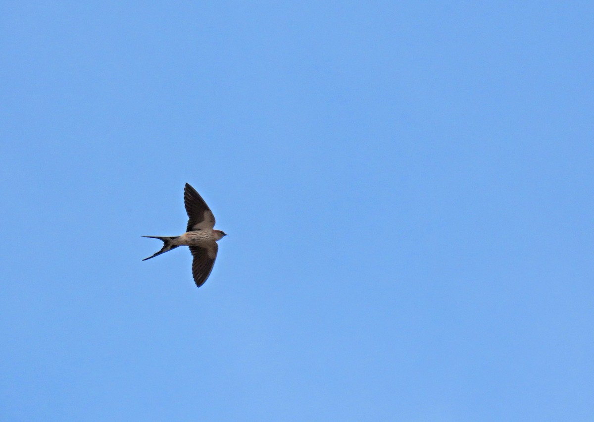 Greater Striped Swallow - ML643637153