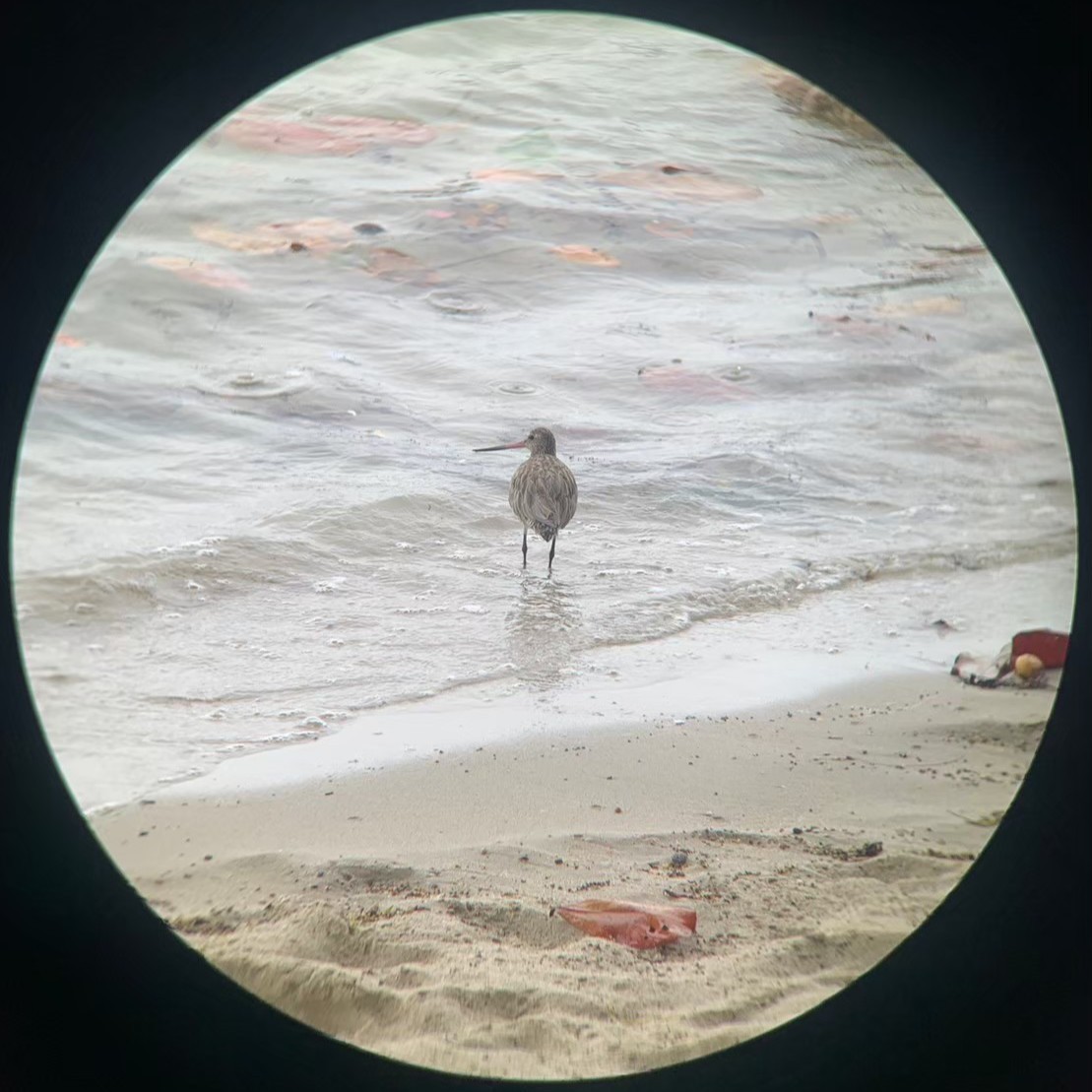 Bar-tailed Godwit - ML643637159