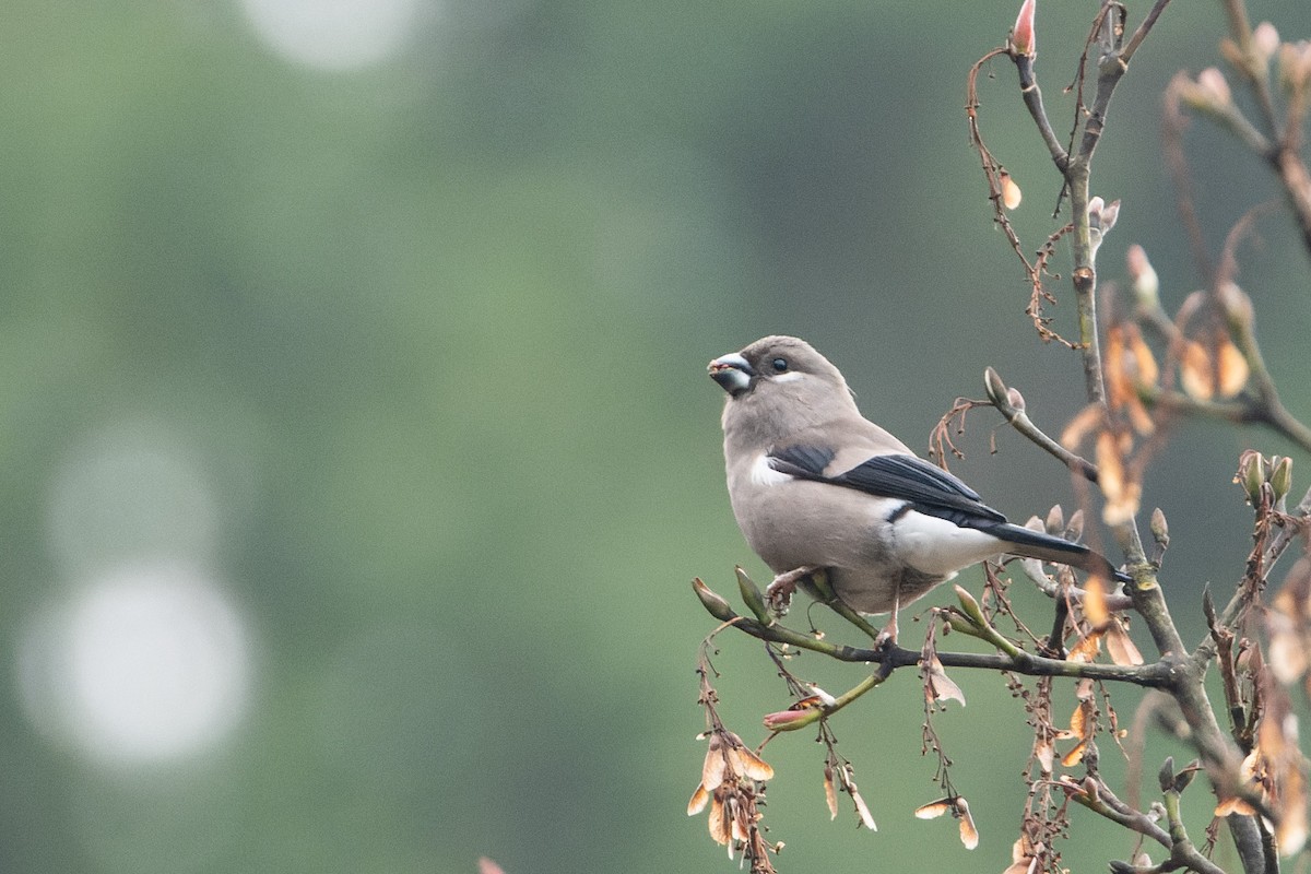 Brown Bullfinch (Brown) - ML643637179