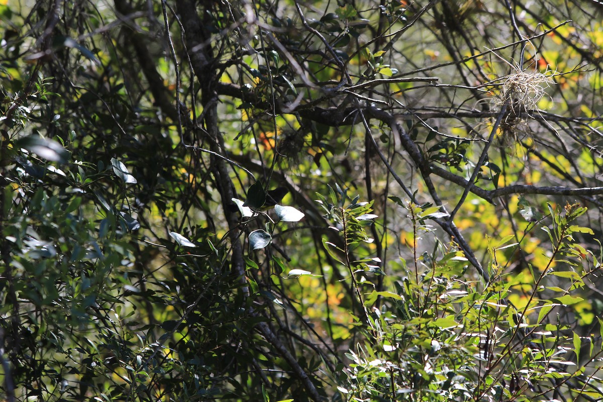 magnoliaparula - ML643637185