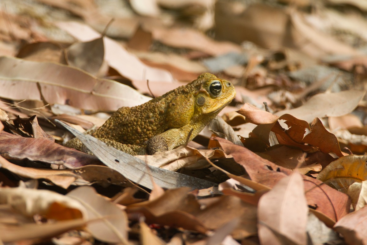 Cane Toad - ML643637191