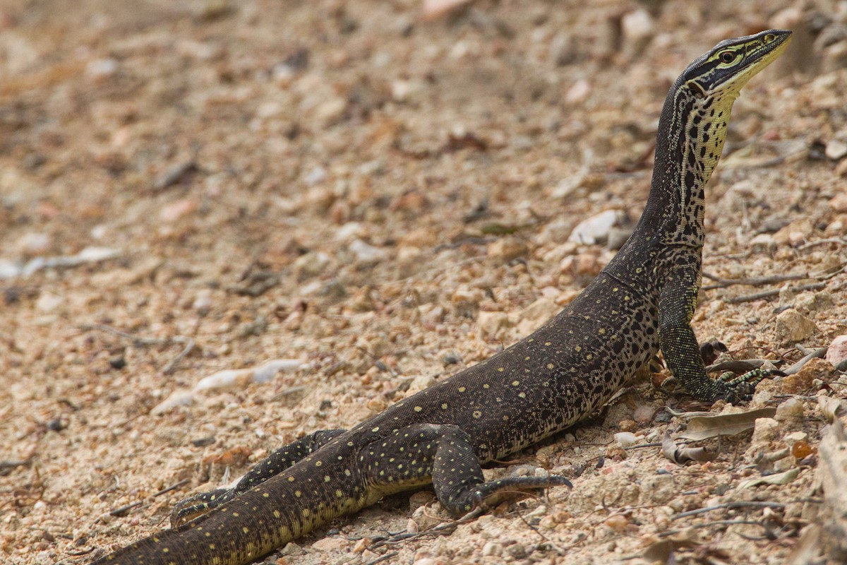 Monitor Lizards - ML643637192
