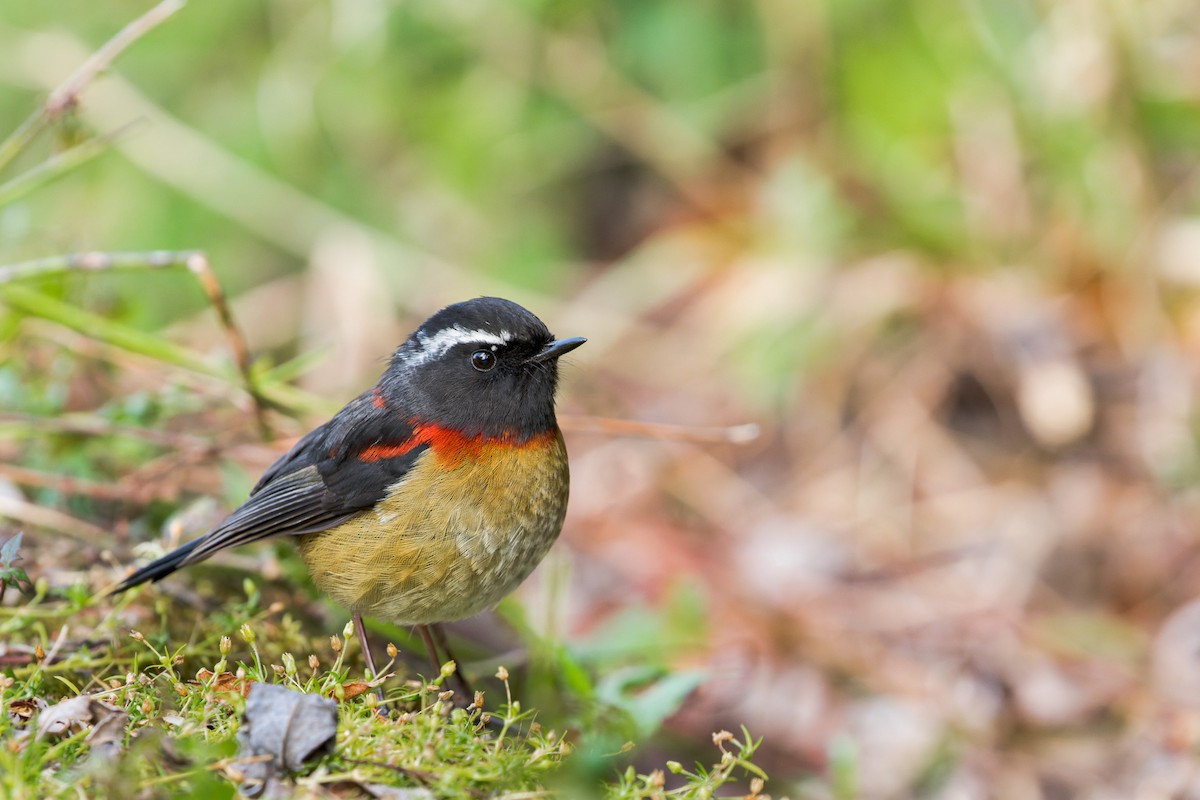 Robin de Johnstone - ML643637203