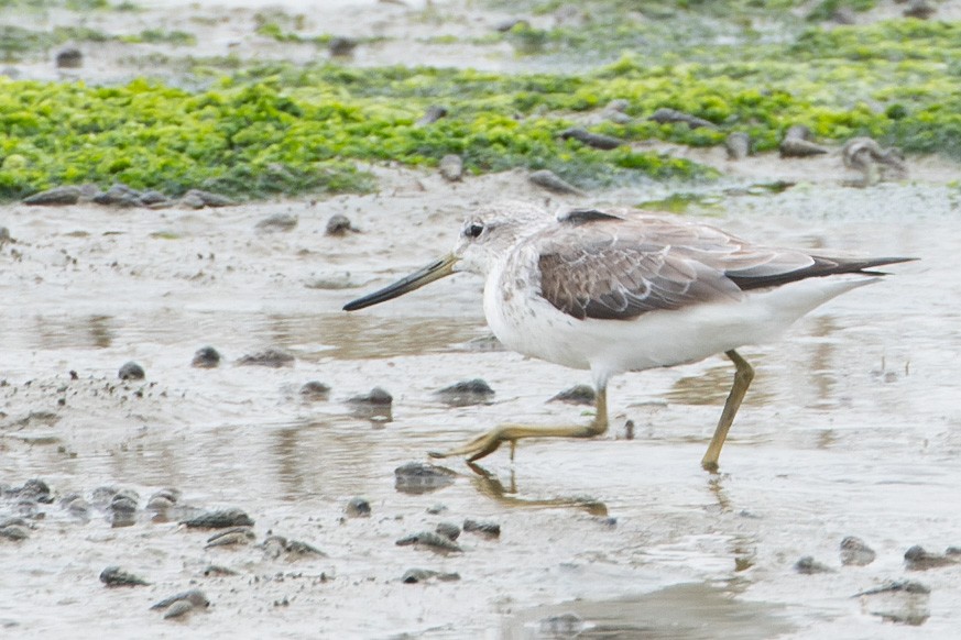Nordmann's Greenshank - ML643637221