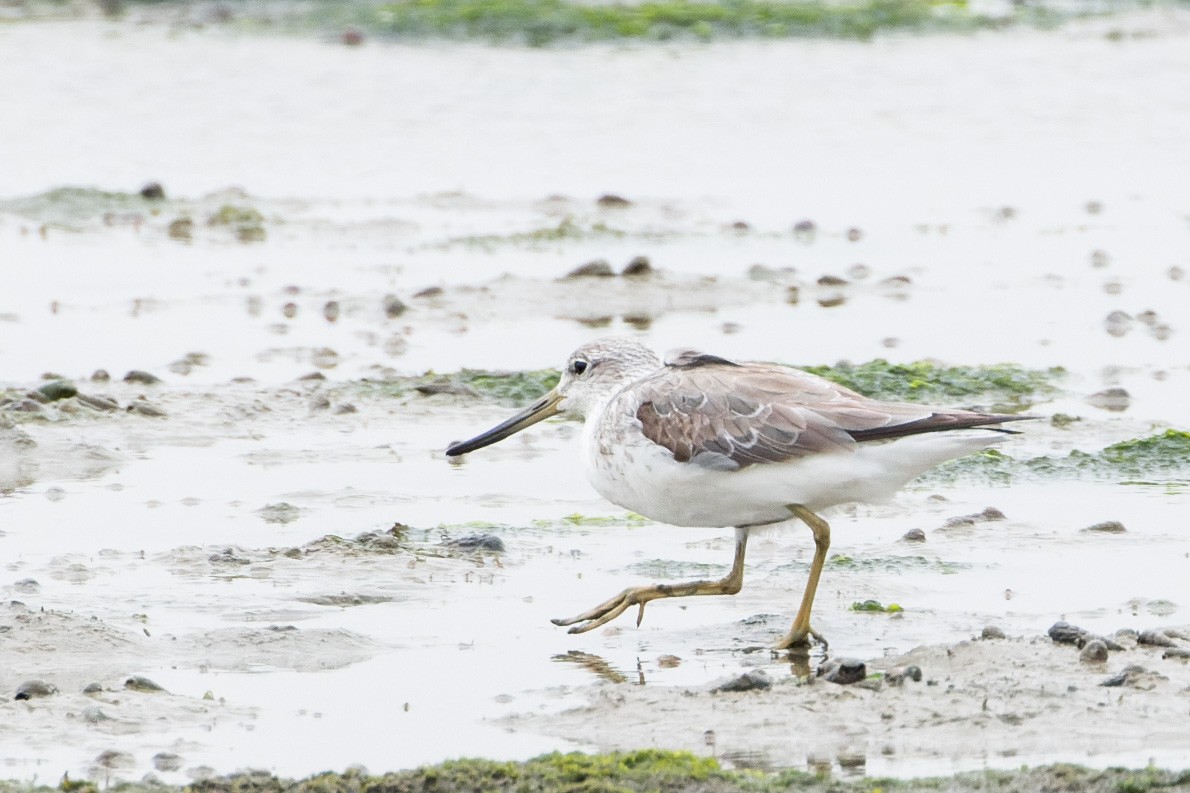 Nordmann's Greenshank - ML643637222