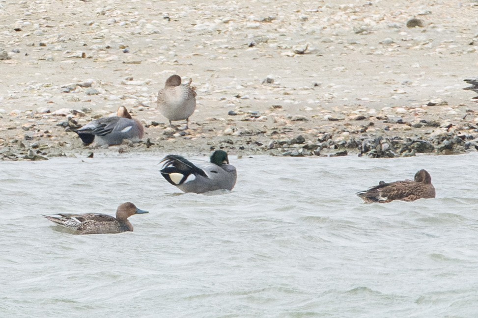 Falcated Duck - ML643637248