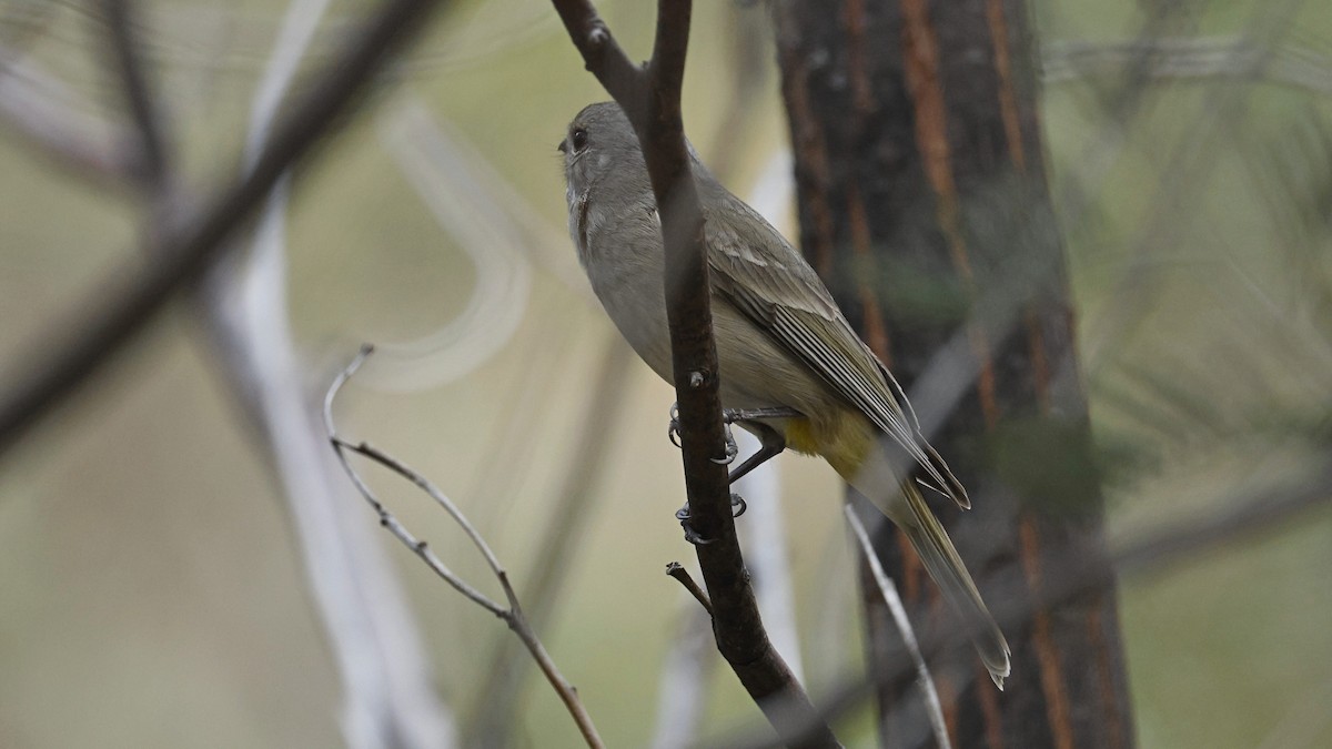 Golden Whistler - ML643637256