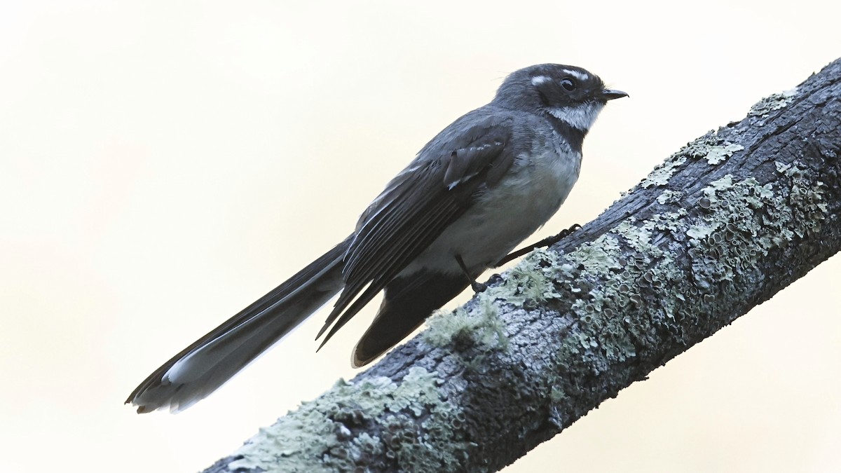 Gray Fantail - ML643637260