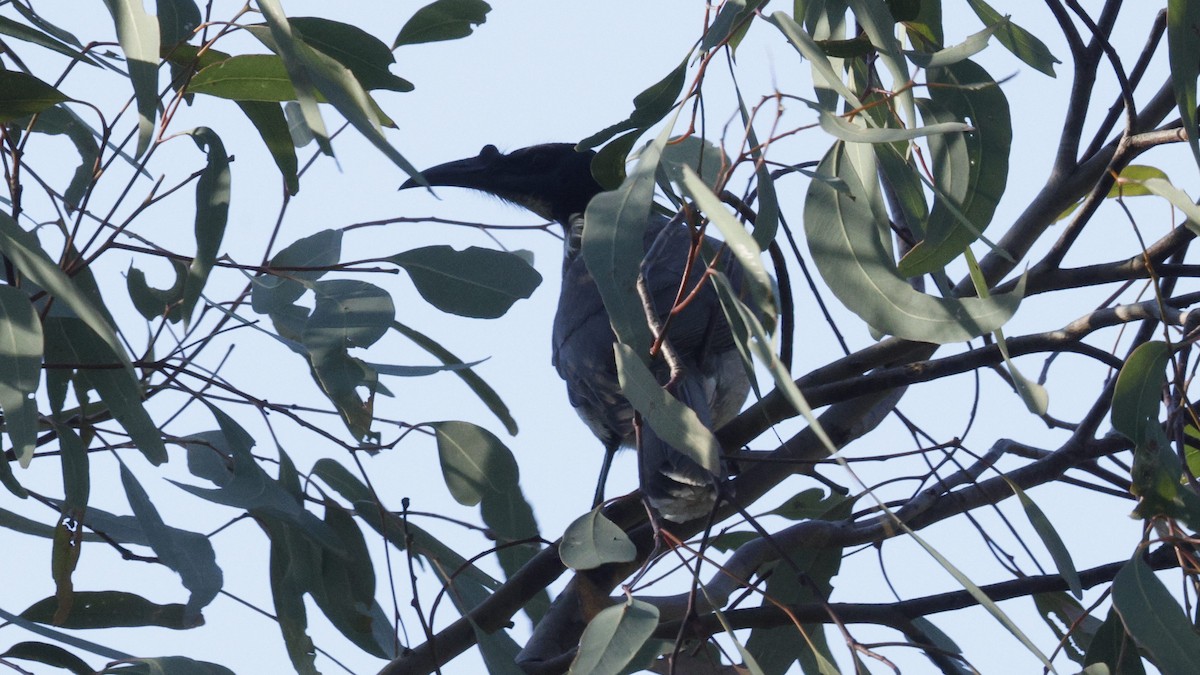 Noisy Friarbird - ML643637267