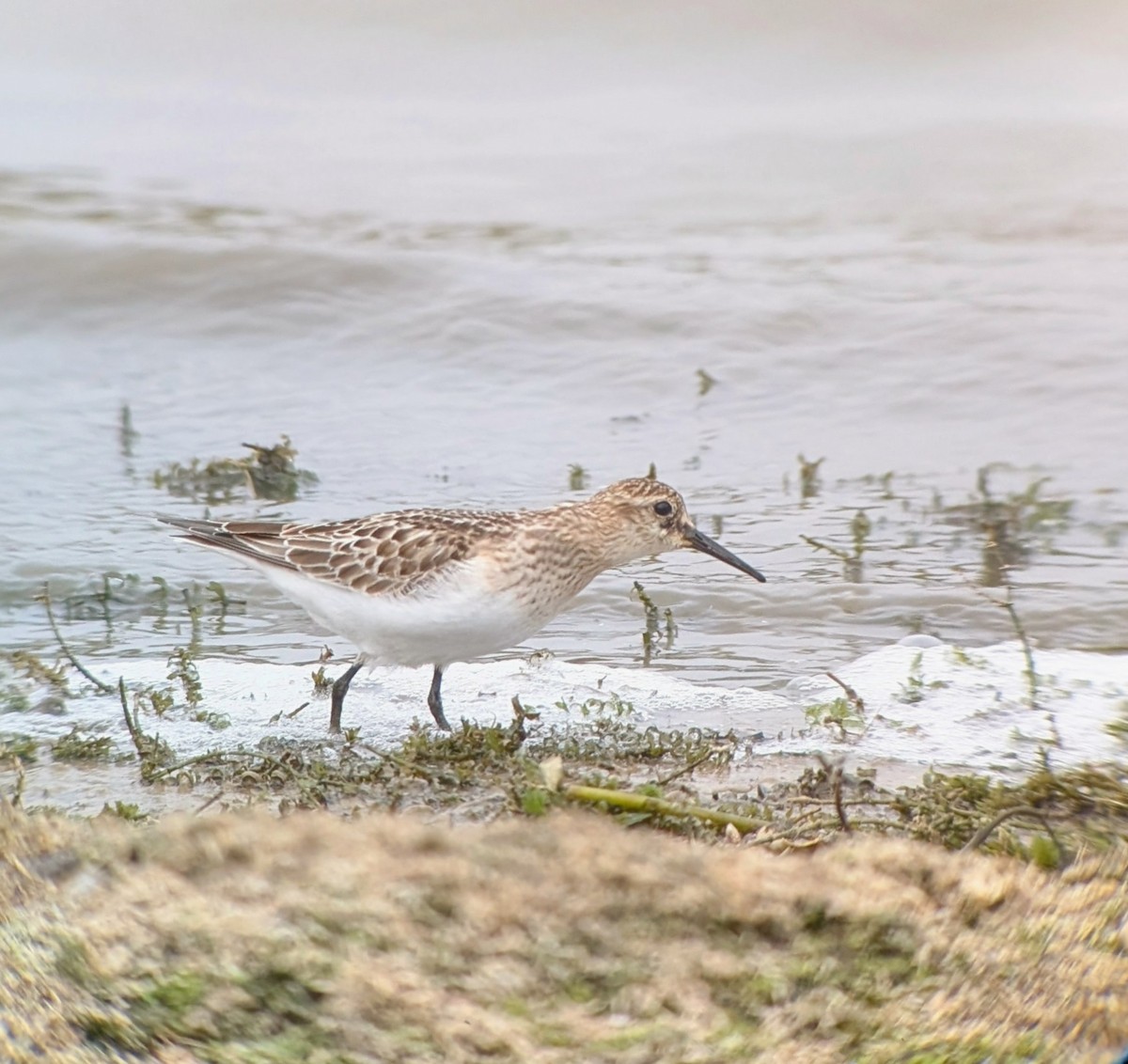 Baird's Sandpiper - ML643637273