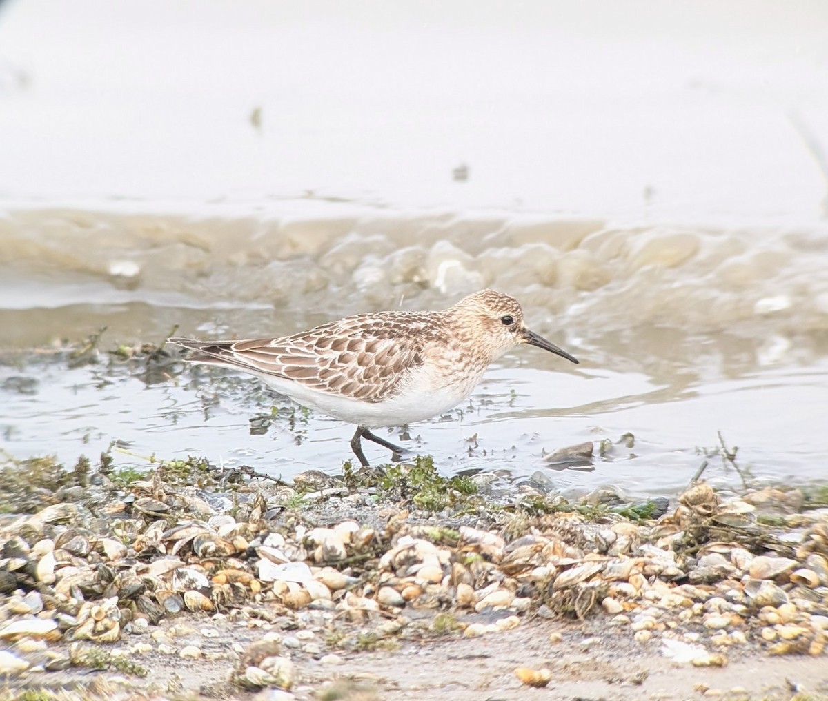 Baird's Sandpiper - ML643637274