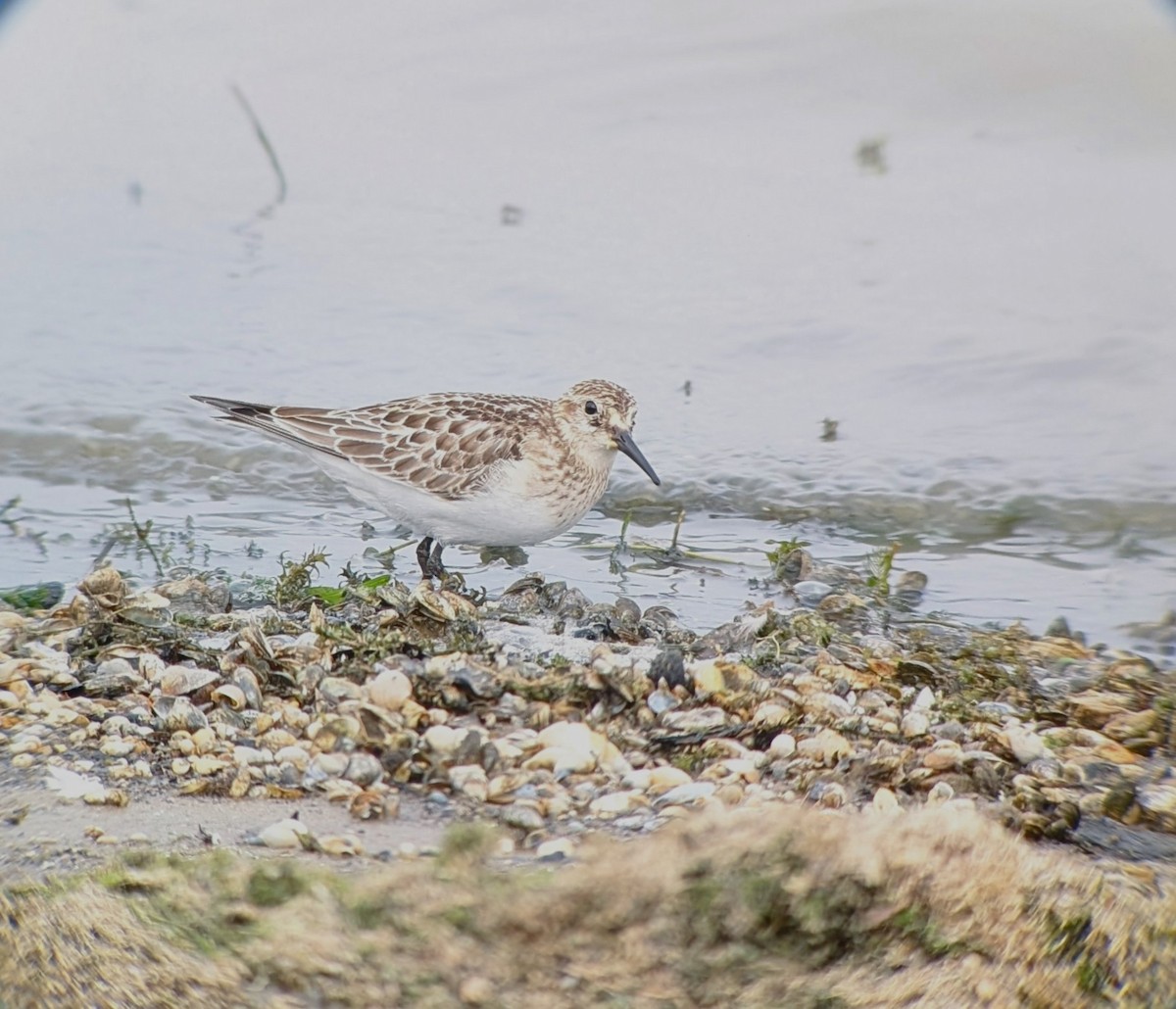 Baird's Sandpiper - ML643637275