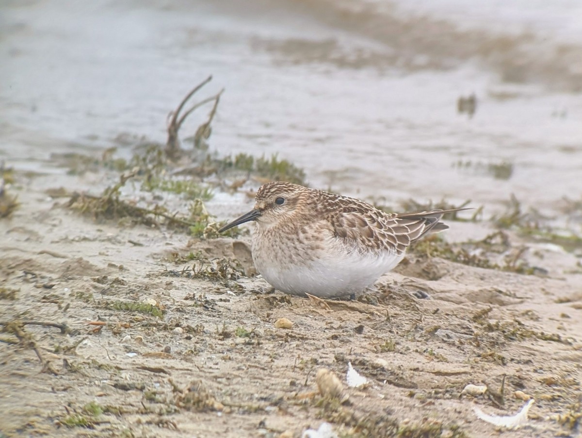 Baird's Sandpiper - ML643637276