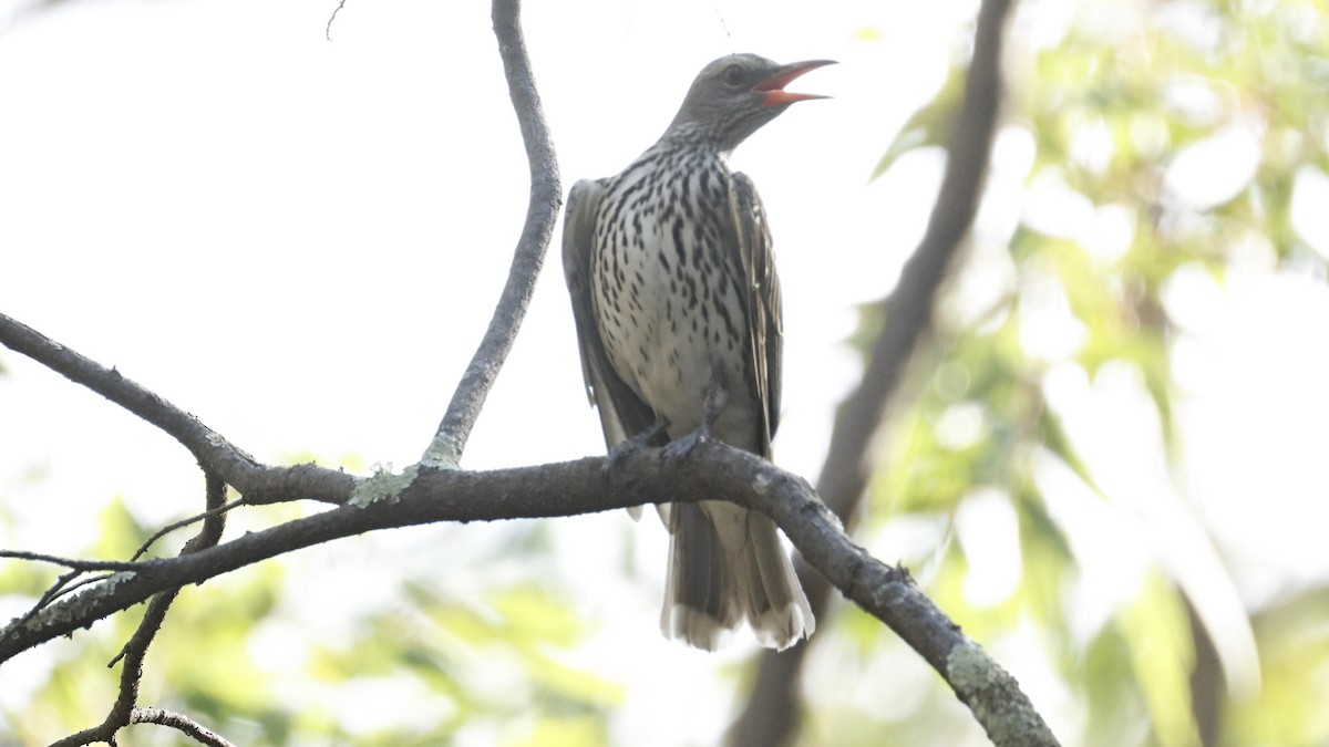 Olive-backed Oriole - ML643637277