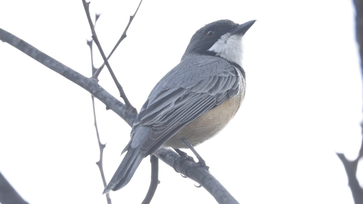 Rufous Whistler - ML643637282