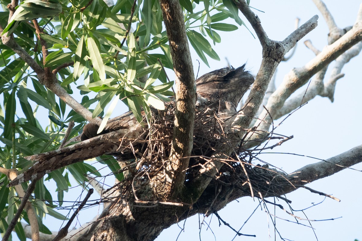 Papuan Frogmouth - ML643637283